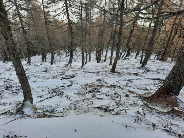 Der Sturm hinterließ auch im Gelände seine Spuren. Abgerissene Lärchenäste. Nördliches Osttirol (Foto: 08.02.2022)