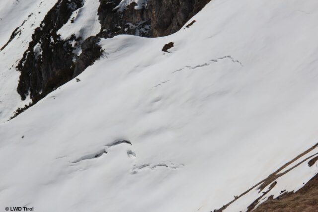Risse in der Schneedecke als Vorboten möglicher Gleitschneelawinen (Foto: 12.04.2022)