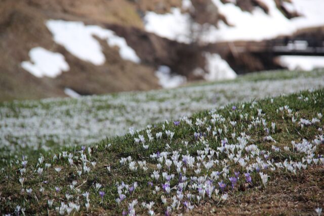 Der Frühling ist nicht mehr aufzuhalten... (Foto: 20.04.2022)