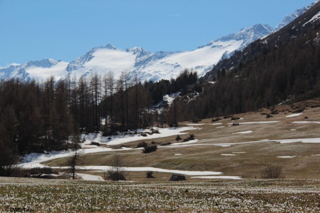 Krokusblüte - der Frühling kehrt ein. Gurgler Gruppe (Foto: 20.04.2022) Krokusblüte - der Frühling kehrt ein. Gurgler Gruppe (Foto: 20.04.2022)