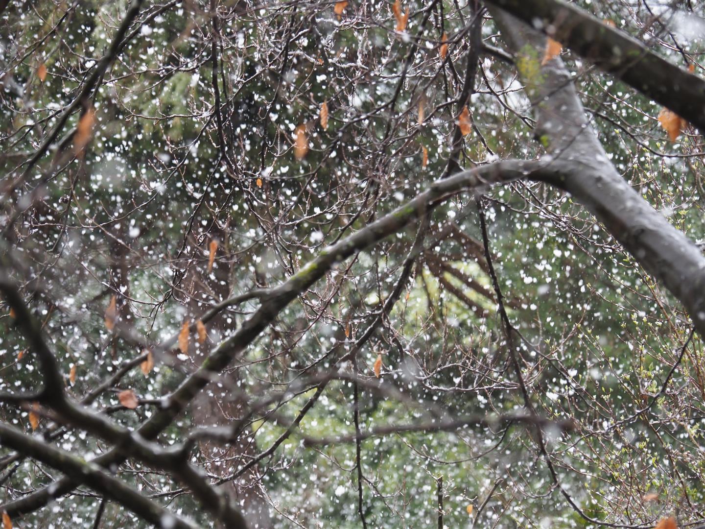 Am 23.03. und 24.03. fiel Schnee bis in tiefe Lagen (Foto: 24.03.2024 © LWD Tirol)