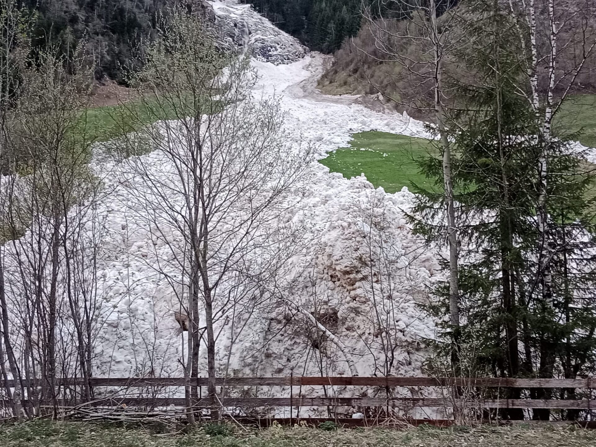 Gleichzeitig schwächten die hohen Temperaturen und die Sonneneinstrahlung die Schneedecke im Tagesverlauf. Teilweise lösten sich große spontane Lawinen, welche wie hier im Kaunertal auch bis ins Grüne vorstießen (Foto: 13.04.2024, ©Reinhold Plankensteiner).