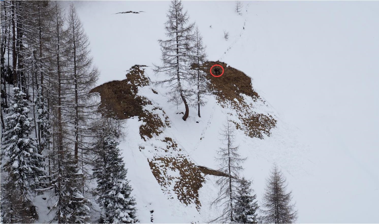 Äsende Gämse im Gleitschneeriss, Weirichtal (©LWD Tirol, 01.04.2025).