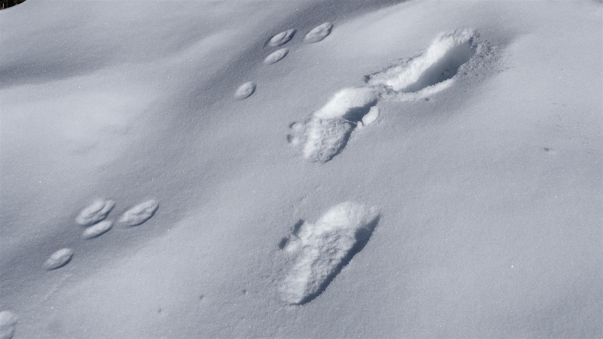 Eine zum Teil tragfähige Schneedecke (für Hasen durchwegs :-). Mieminger Gebirge (©LWD Tirol, 28.12.2025)